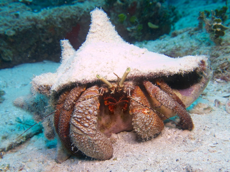 Giant Hermit Crab IMG_5080.jpg